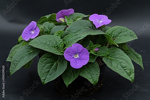 Blue diamond impatiens Impatiens namchabarwensis