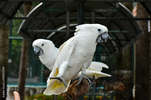 sulphur crested cockatoo. Rose breasted cockattoo sitting on the tree branch outdoors. Select and soft focus	
 photo