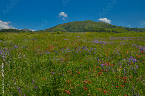 blooming wild flowers on subalpine meadows at Aghavno Lerr in Teghenyats mountains (Jrambar, Armenia)  photo