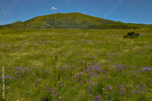 blooming wild flowers on subalpine meadows at Aghavno Lerr in Teghenyats mountains (Jrambar, Armenia)  photo