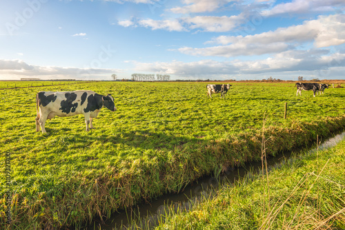 Obraz na płótnie Black and white spotted cows in a meadow next to a ditch. The photo was taken on a sunny autumn day in a Dutch polder. w salonie