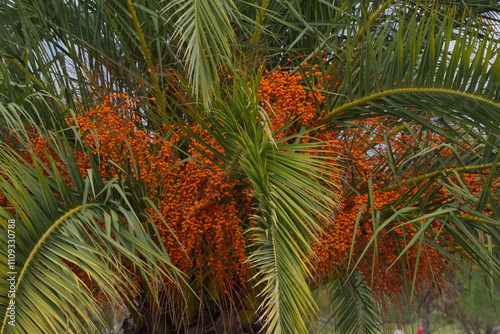 Fototapeta Russia, Sochi