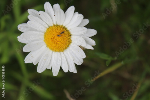 Daisy flower