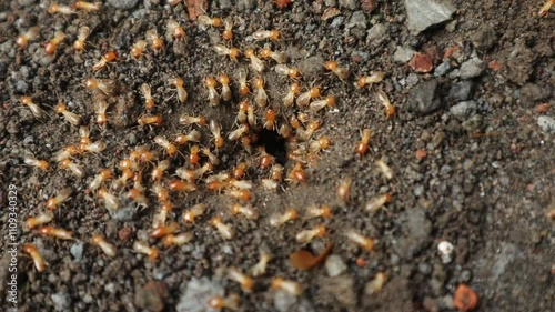 Insects Come Out of Nests in the Ground, Similar to Termites