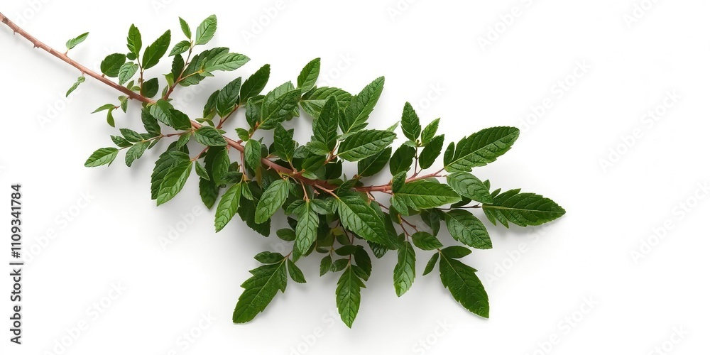 Lush green plant branch isolated on white background, beauty, greenery, fresh Lush green plant branch isolated on white background, beauty, greenery, fresh