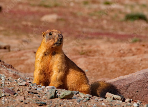 Tadjikistan. Long-tailed or red marmot, a relative of tarbagan (Mongolian marmot), on the desert rocks of the Ak-Baytal pass - the highest point of the Pamir tract (4655m). photo