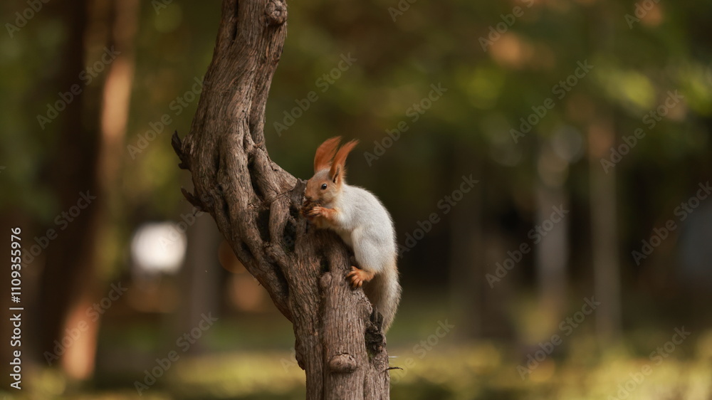 Eurasian red squirrel live in a public park in Bishkek Eurasian red squirrel live in a public park in Bishkek