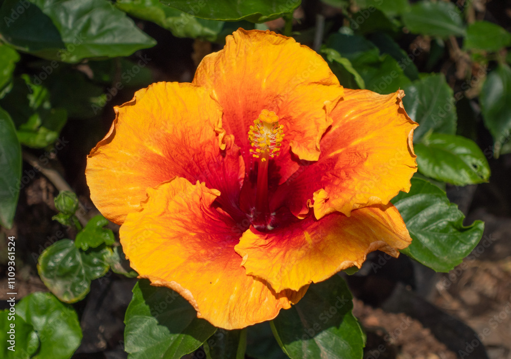 Close-Up Orange Hibiscus Flower in Full Bloom Among Green Leaves in Sunlight Close-Up Orange Hibiscus Flower in Full Bloom Among Green Leaves in Sunlight