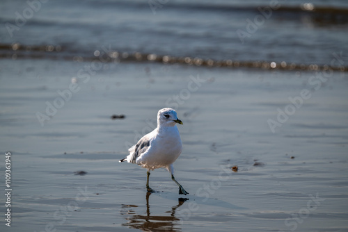 A solitary seagull gracefully walks along the shoreline, its reflection glistening on the wet sand. Perfect for themes of tranquility, coastal beauty, wildlife, or environmental harmony. photo