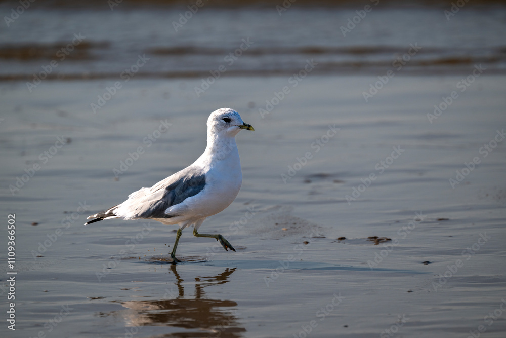 A lone seagull explores the calm shoreline, creating a tranquil scene that highlights the beauty of nature. Ideal for eco-tourism, wildlife awareness, or relaxation-themed projects A lone seagull explores the calm shoreline, creating a tranquil scene that highlights the beauty of nature. Ideal for eco-tourism, wildlife awareness, or relaxation-themed projects