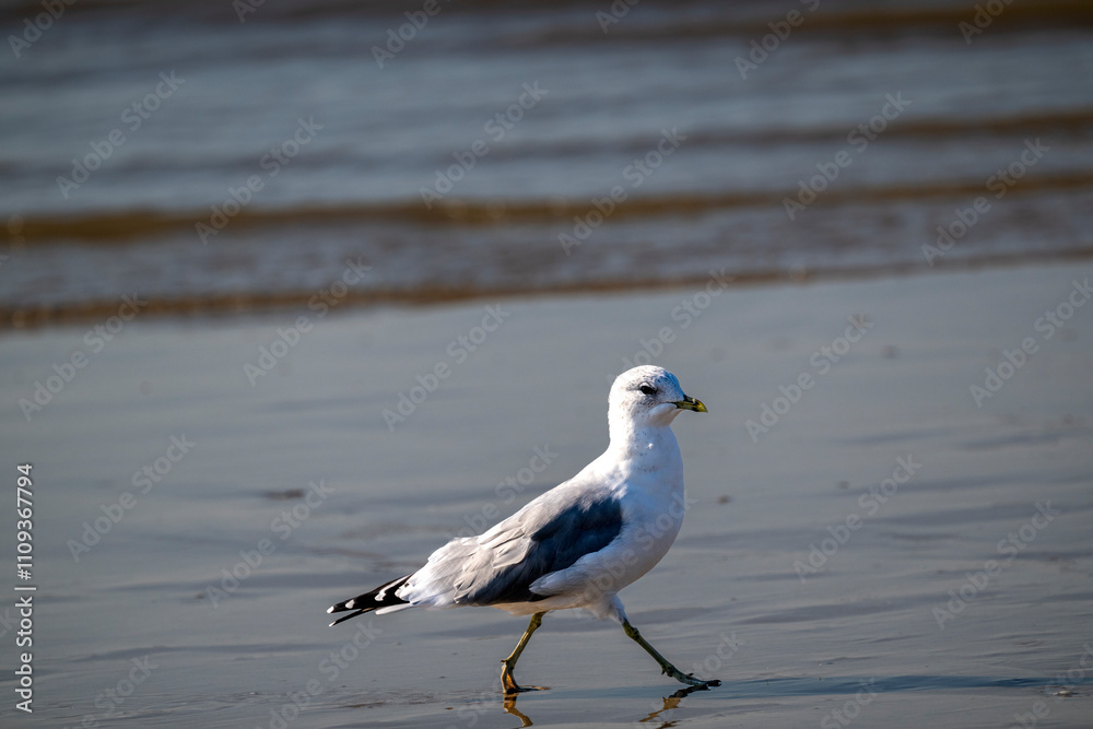 A serene seagull wanders the beach, showcasing the beauty of unspoiled nature. A great fit for travel blogs, conservation efforts, or peaceful outdoor branding A serene seagull wanders the beach, showcasing the beauty of unspoiled nature. A great fit for travel blogs, conservation efforts, or peaceful outdoor branding