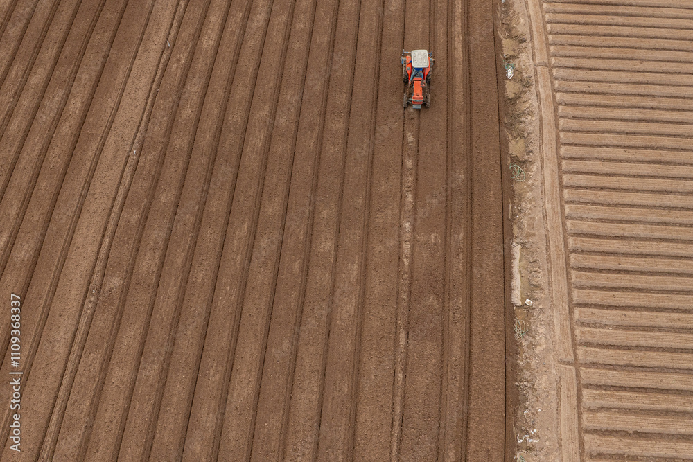 Obraz premium in a field growing carrots according to new standards of clean agriculture and food safety. Photo taken in Bac Ninh on October 13, 2024.