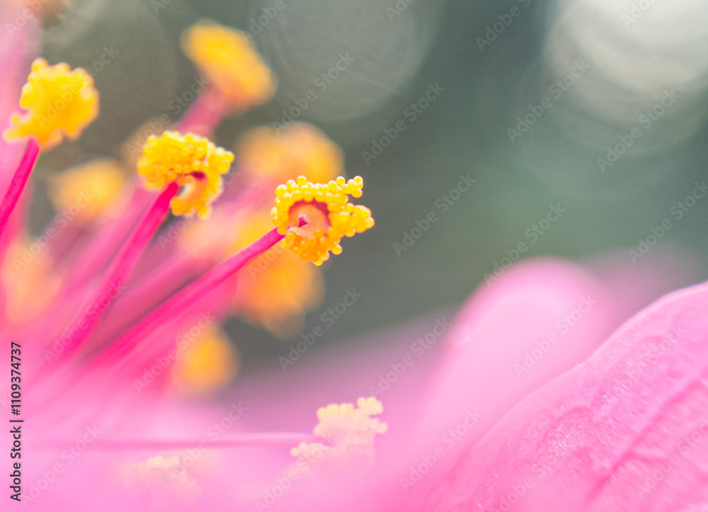 Fototapeta premium Macro Photography of PINK Flower Pollan with Soft Blurry Background, Capturing the Intricate Details of Nature's Beauty