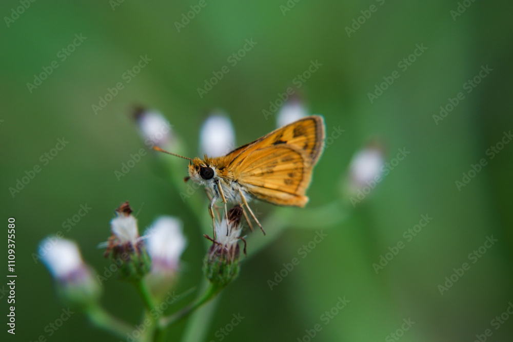 A beautiful butterfly photographed in its habitat. Nature background. Carcharodus alceae, Mallow Skipper, macro photography A beautiful butterfly photographed in its habitat. Nature background. Carcharodus alceae, Mallow Skipper, macro photography