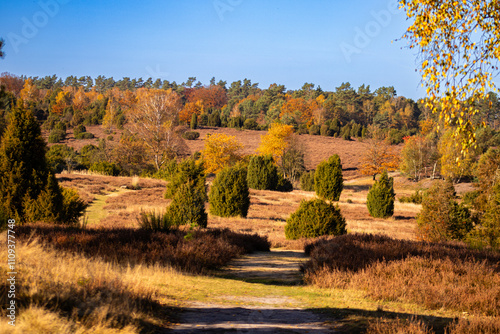 Heidelandschaft im Herbst photo