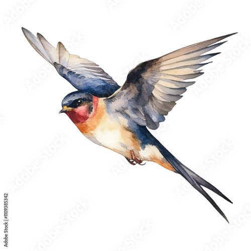 watercolor Swallow isolated white background
