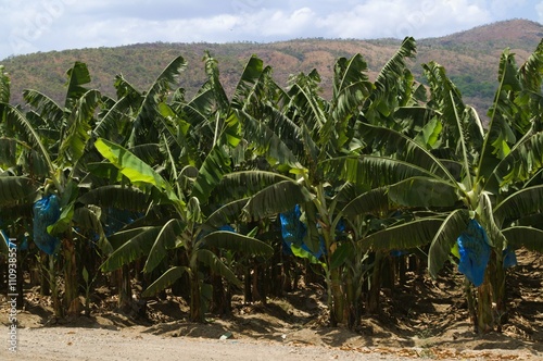 La agricultura esta presente en Aragua,y es una de las principales actividades,se cultiva entre otros bananas,papaya,pimenton,cebolla etc. photo