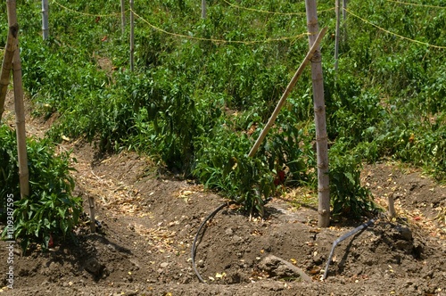 La agricultura esta presente en Aragua,y es una de las principales actividades,se cultiva entre otros bananas,papaya,pimenton,cebolla etc. photo