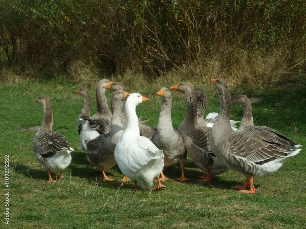 Daytime geese gathering outdoors Daytime geese gathering outdoors