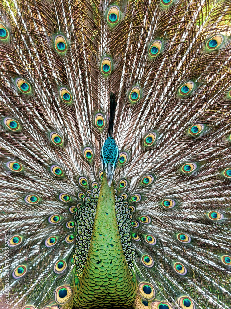 Obraz premium Bandung, Indonesia - May 21st 2024: seeing beautiful peacocks at the zoo