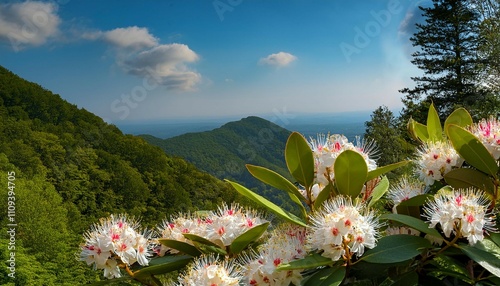 usa virginia blacksburg close up of mountain laurel flowers and leaves