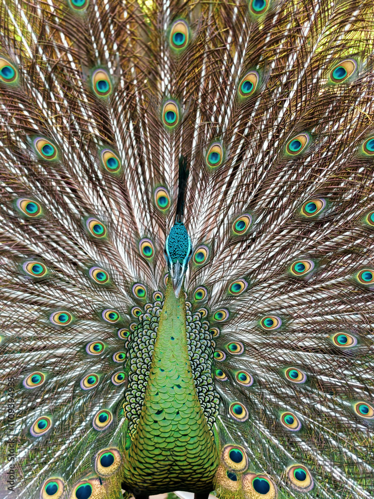 Obraz premium Bandung, Indonesia - May 21st 2024: seeing beautiful peacocks at the zoo
