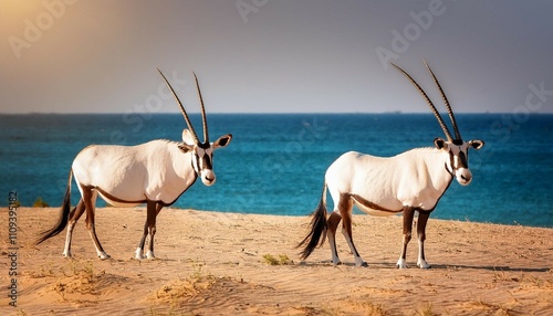 arabian oryx arabian oryx sir bani yas island abu dhabi united arab emirates arabia near east orient asia