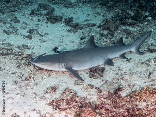 Whitetip Reef Shark (Triaenodon obesus) 