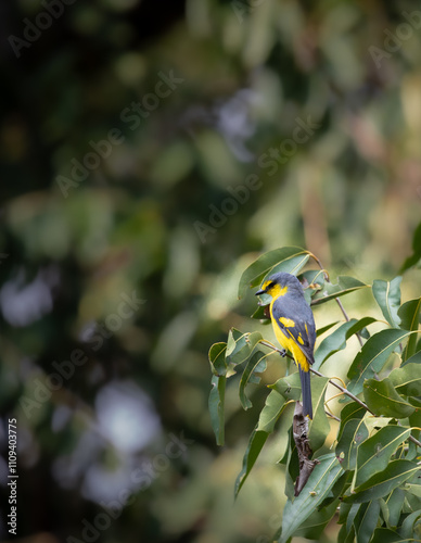 Ornage Minivet (female) perched on a branch of a tree in a jungle photo