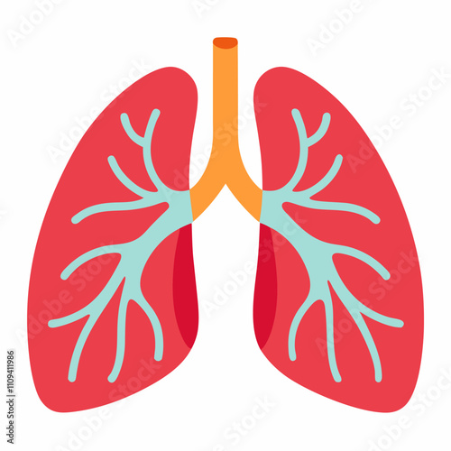 anatomical human lungs vector icon with white background