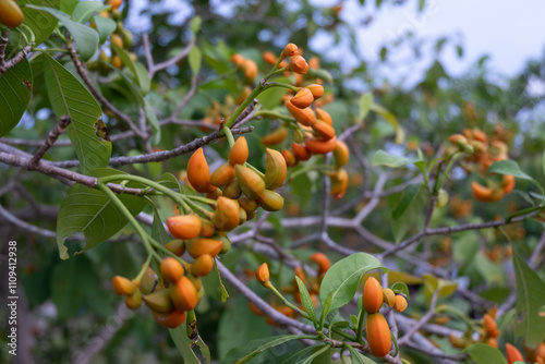 Tabernaemontana or eastern gondola fruit with green leaves photo