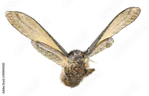 Flying cypress moth, Pachypasa otus or Sphinx otus (Lepidoptera: Lasiocampidae) is a one of the dangerous pests of cypress, juniper, thuja and oak trees. Isolated on a white photo