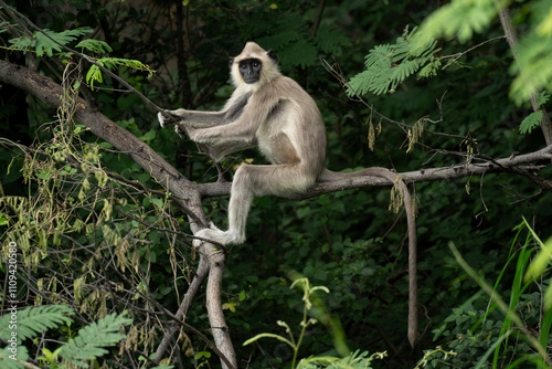 Indian gray langur or hanuman langur (Semnopithecus entellus ) sitting on a tree branch
