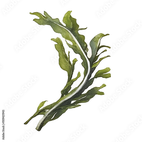 watercolor Seaweed isolated white background