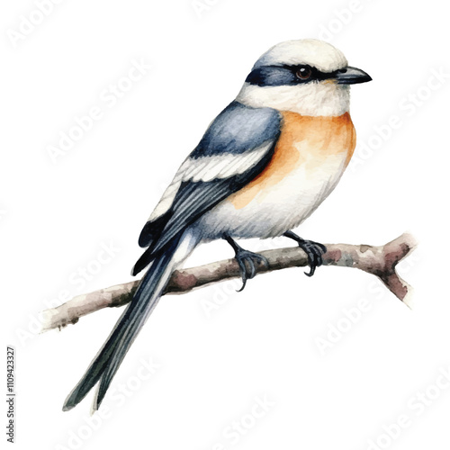 watercolor Shrike isolated white background
