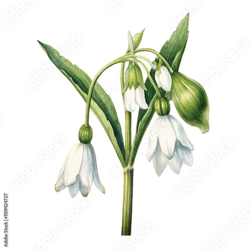 watercolor Snowdrop flower isolated white background