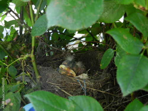 Peaceful Nesting Birds in Natural Thicket