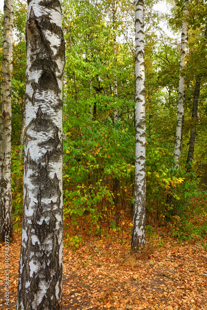 Obraz premium Birch grove on a sunny autumn day. Birch tree forest. Common silver birch, Betula verrucosa