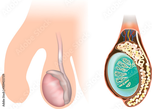 Anatomy of the Male Testicle. Detailed Medical Illustration. Cross-section of Male Testicle and Vas Deferens Anatomy.
