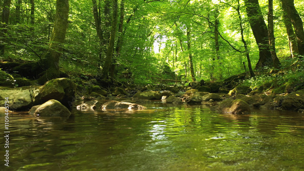 Obraz premium Beautiful green sunny forest stream with reflections. 