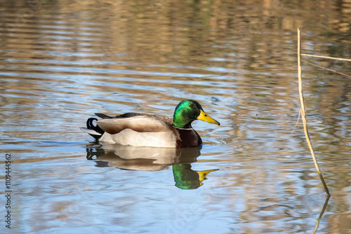 Germano reale in oasi naturalistica. photo