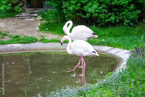 A pair of beautiful pink flamigos stand in the water of a small lake. Birds in the zoo photo