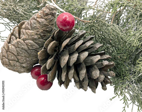 Ripe larch cones, against white background. photo