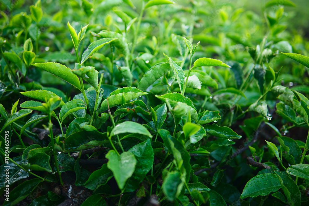 Vibrant Green Tea Leaves After Rain Vibrant Green Tea Leaves After Rain