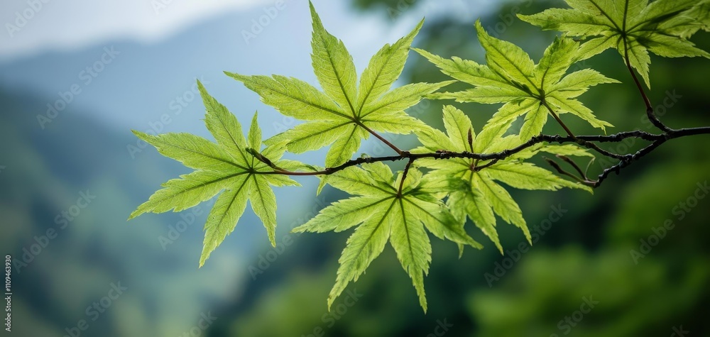 Vibrant Green Japanese Maple Leaves on Delicate Branch in Tranquil Nature Setting - Serene Botanical Macro View for Zen Designs Vibrant Green Japanese Maple Leaves on Delicate Branch in Tranquil Nature Setting - Serene Botanical Macro View for Zen Designs