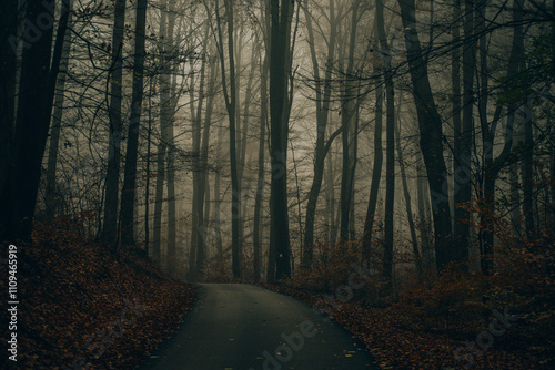 gloomy autumn foggy forest with one path