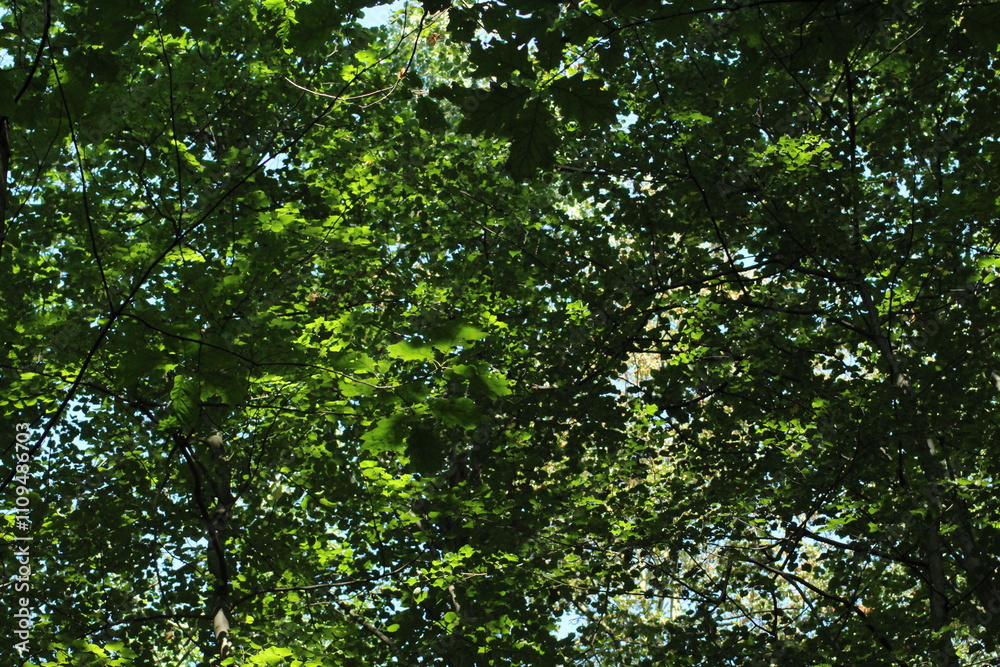 Oak tree leaves and branches background. Green forest wallpaper background
Oak tree leaves and branches background. Green forest wallpaper background