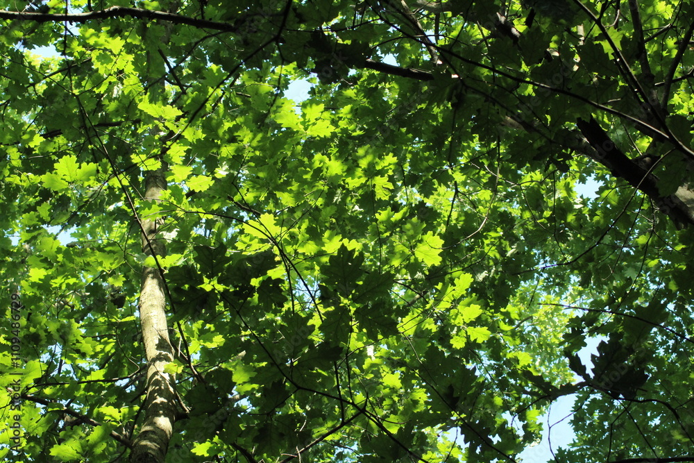 Fototapeta premium Oak tree leaves and branches background. Green forest wallpaper background 