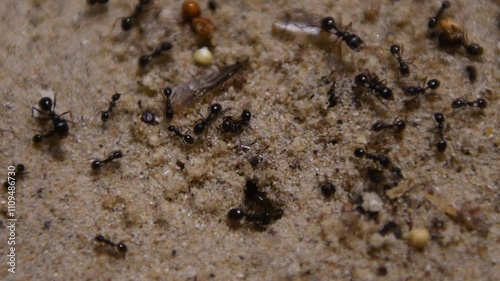 ant on the ground