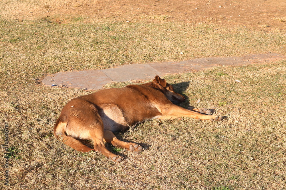 Stray Brown Dog Resting on Sunlit Grass in Greece Stray Brown Dog Resting on Sunlit Grass in Greece